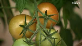 Tomaten beim Reifen helfen und Paprika ernten | MDR