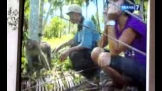 Dilecehkan monyet pake Tendangan maut