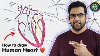 How to draw Human Heart | Heart diagram Class 10th | Class 10 Biology CBSE NCERT