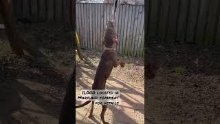 $1,000 LOCATED IN MARYLAND ADBA REGISTERED 7 MONTHS OLD.  SHE IS AN AMAZING ATHLETE WITH NEXT LEVEL