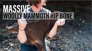 MASSIVE Woolly Mammoth Pelvic Bone found in ICE Alaska