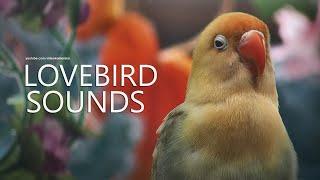 Lovebird Sound: Parblue Aqua | Lovebird's Call
