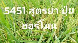 ข้าว5451 ฮอร์โมน ปุ๋ย ยา แบบไหนดี?