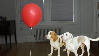 Dogs vs Haunted Red Balloon Ghost!