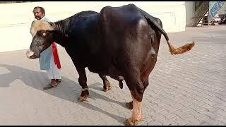 Dogar cattle farm multan