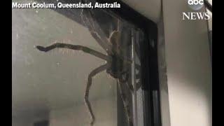 Massive spider 'Aragog' goes viral