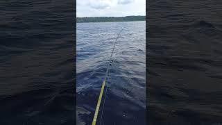 Троллинг на спиннинг, рыбалка на Урале #рек #урал #рыбалка #троллинг #fishing