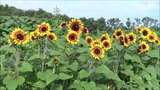 SUNFLOWERS TOUR What do you think of These Colors