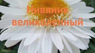 Нивяник великолепный (chrysanthemum)  великолепный нивяник обзор: как сажать, саженцы нивяника