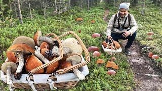 MUSHROOM FORAGING!!!!  MUSHROOM PICKING!!!  ORANGE BIRCH BOLETE!!! BOLETUS MUSHROOM! MUSHROOMS!!!