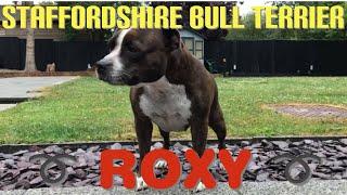 DOGS | STAFFORDSHIRE BULL TERRIER ROXY!