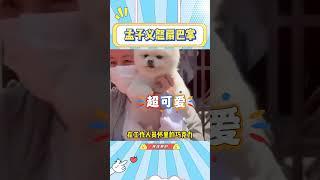 孟子义怒扇巴掌，巧克力秒变乖乖小狗#孟子义#搞笑#萌宠#可爱#狗狗#内娱#路透#向全世界安利#狗子的迷惑瞬间