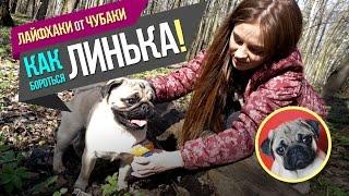 ЛИНЬКА! Как бороться с линькой * Лайфхаки от Чубаки!