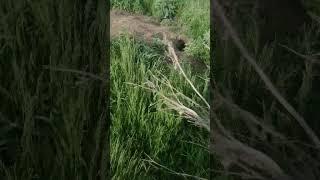 Нашёл логово чупакабры!