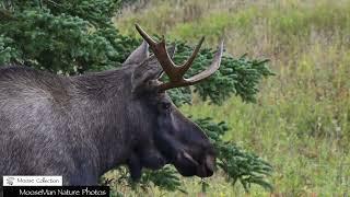 Cinderella Story Bull Moose Style, This Little Guy is Adorable #moose