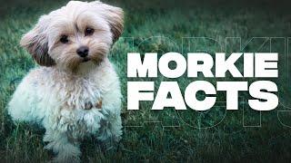 Maltese Yorkie Mix (Morkie) | Top 10 Facts You Need To Know Before Getting One