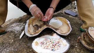 Real pearls/twenty years-freshwater mussel found in the dam, colorful pearls