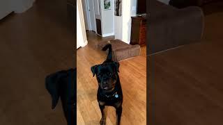 New Toy only last a minute️ #puppy  #rottweiler #funny #youtubeshorts #shorts