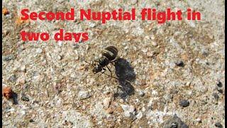 Nuptial flight 17th July 2024 (only two days after the last one)