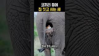 코끼리 응꼬에 집 짓고 사는 새