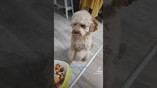 Yammy Yammy #music #puppy #cavapoochon #cavapooworld #cute