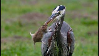 Magnificent Great Blue Heron has an epic week