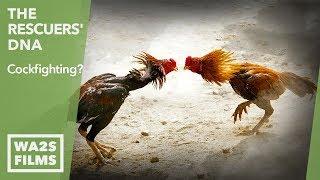 Cock Farmer Tethers Roosters & Confronts Animal Abuse Investigator - The Rescuers' DNA