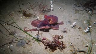 Red Octopus disappears down a wormhole