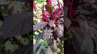 RED AMARANTH! GROW IN YOUR GARDEN FOR THEIR EDIBLE SEEDS AND LEAVES.