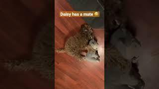 Daisy has a mate #cavoodle #meme #funnyvideo