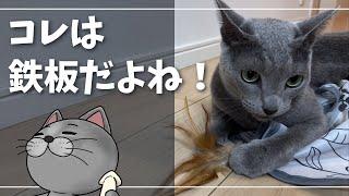 キャッチミーイフユーキャン２に荒ぶる猫【ロシアンブルー】猫