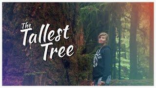 Coolest Kite + The Tallest Tree - Wesward Vlog 7