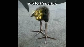 sub to @SPCJackV