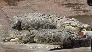 Lyndon's Crocodile Diaries:  Big Sunday at Cahill's Crossing 1