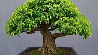 Bonsai Best Teen di ground //Ficus  Benjamina  ( @hendridornatsukoco )