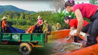 With Sister-In-Law Harvest A Lot Of Fish To Sell - Use Truck As Fish Tank -Farm Girl - New Life