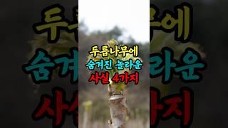 두릅나무에 숨겨진 놀라운 사실 4가지