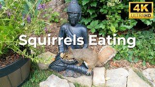 Squirrels eating peanuts and peanut butter - crunching peanuts, ASMR, squirrels playing, chittering