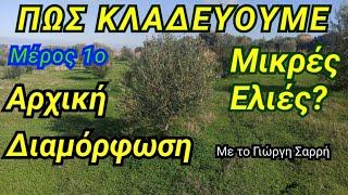 Πώς κλαδεύουμε μικρές ελιές? Μέρος1ο. Αρχική διαμόρφωση