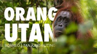 Orangutans of Borneo