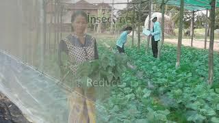 Rain Shelters for Growing Vegetables