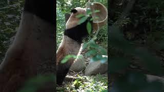 9.22圆梦...每天黄奶爸都会为他的熊孩子或多或少准备一点小果果 #panda #大熊猫 #国宝大熊猫