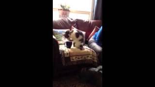 Cat loves milk in tea