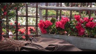 How to Care For Encore Azaleas in Winter