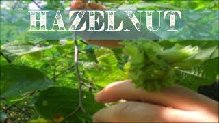 Hazelnut - Beating The Squirrels To The Hazelnuts