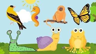 Bright Yellow Animals- Snapper Fish, Golden Monkey, Burmese Python, American Warbler Bird, Canary