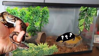 The *BEST* Ball Python Tank Setup! (10 gallon tank)