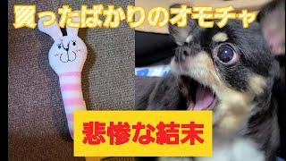 モンローの愛犬に買ったばかりのオモチャをあたえてみたら・・・