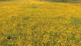 Yellow Flowers | Heritage Park and Gardens | Live Oak, FL