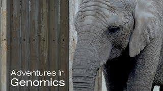 The Elephant in the Room: The Curious Case of the Elephant Superpower | Adventures in Genomics